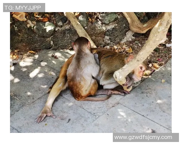 s2猴子比赛-s2猴子比赛 s2猴子比赛-s2猴子比赛